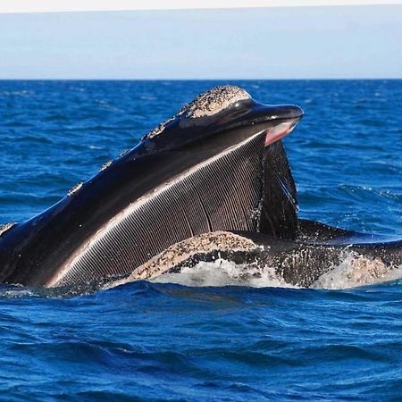 El Canto De La Ballena Loft 1 Puerto Pirámides Exteriör bild