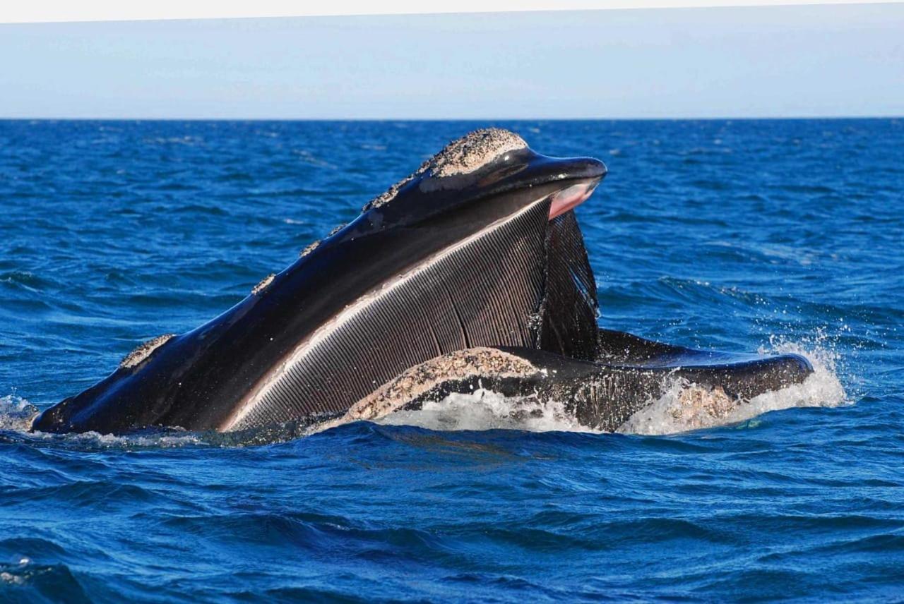 El Canto De La Ballena Loft 1 Puerto Pirámides Exteriör bild
